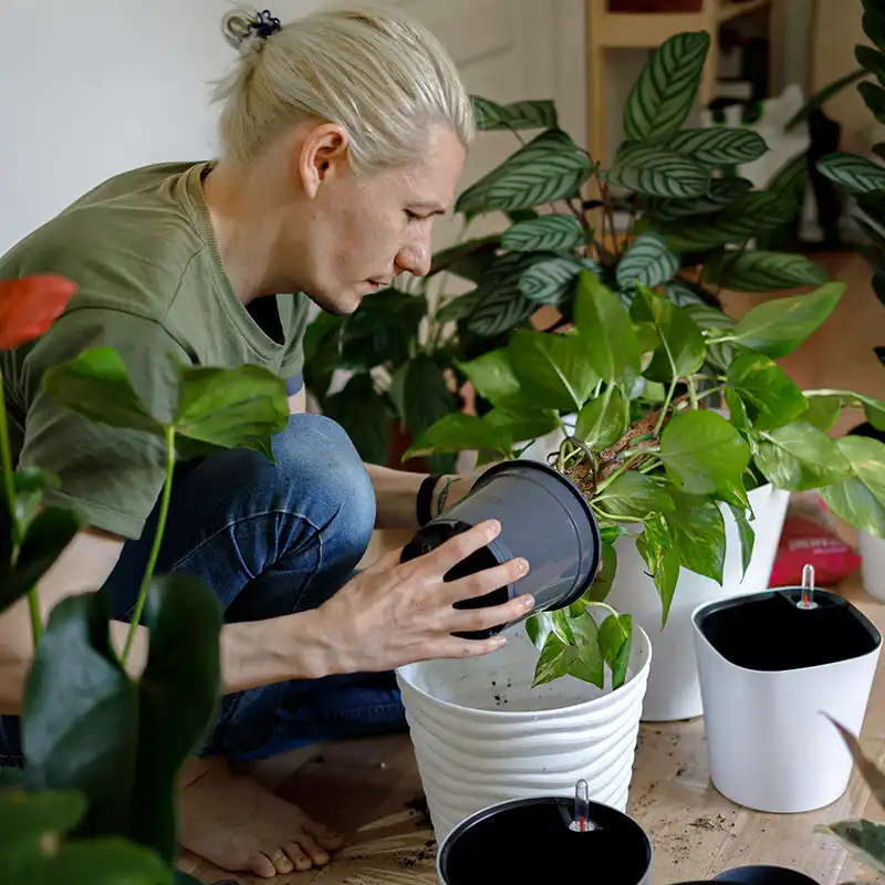 Houseplant care tips