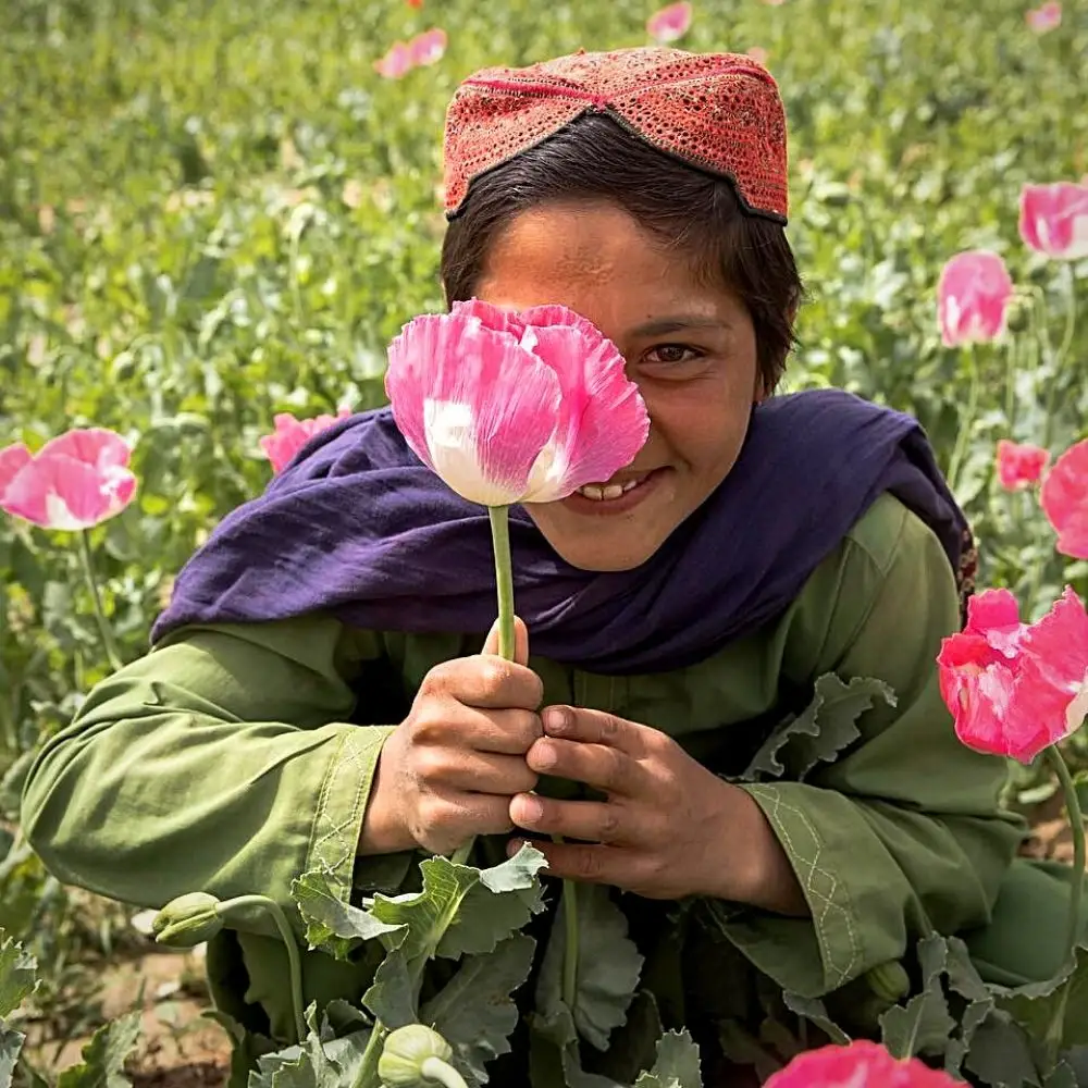 Oriane Zerah’s Afghanistan Floral Photography Showcases Beauty of Resilience Amid Conflict
