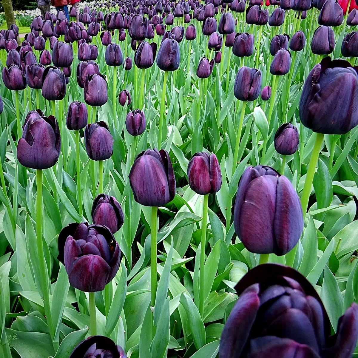 Do ​Black Tulips​ Really Exist?