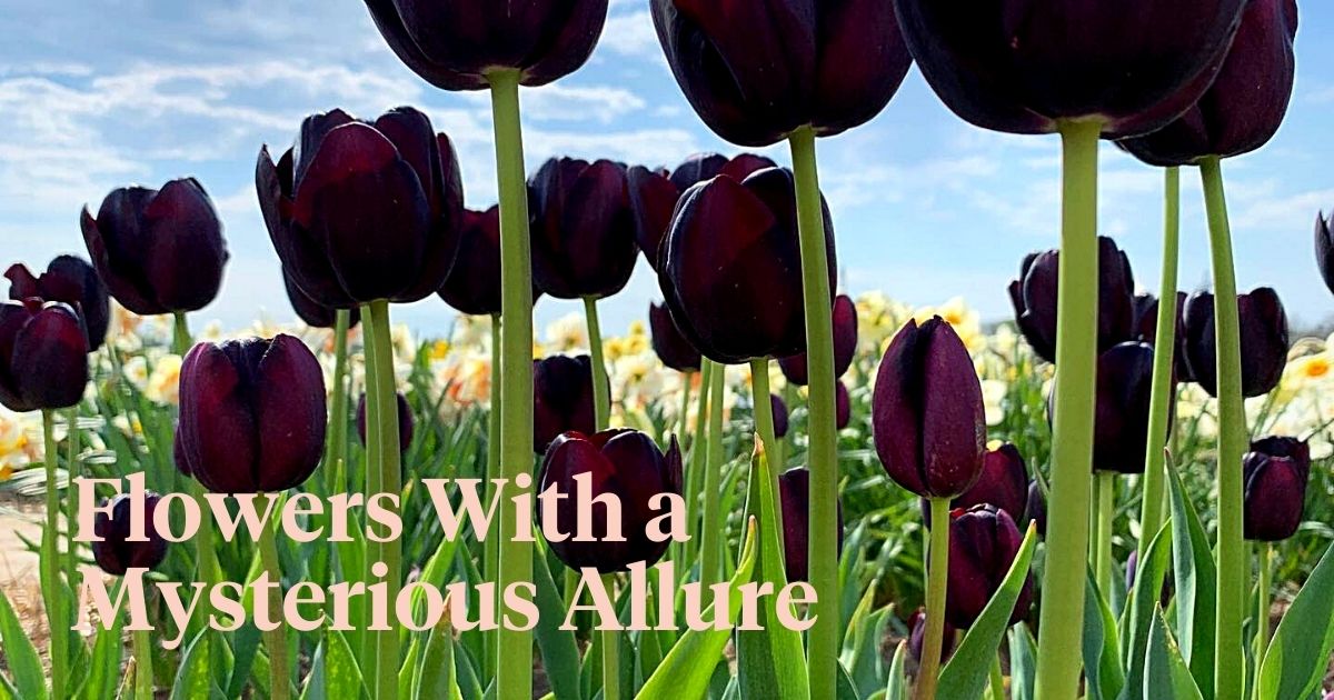 Black Tulips: Do They Really Exist Naturally?