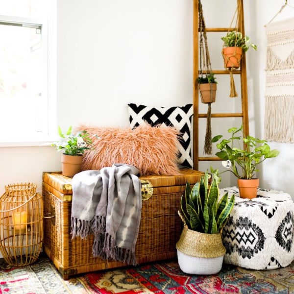 10 Plants for a Bohemian Interior