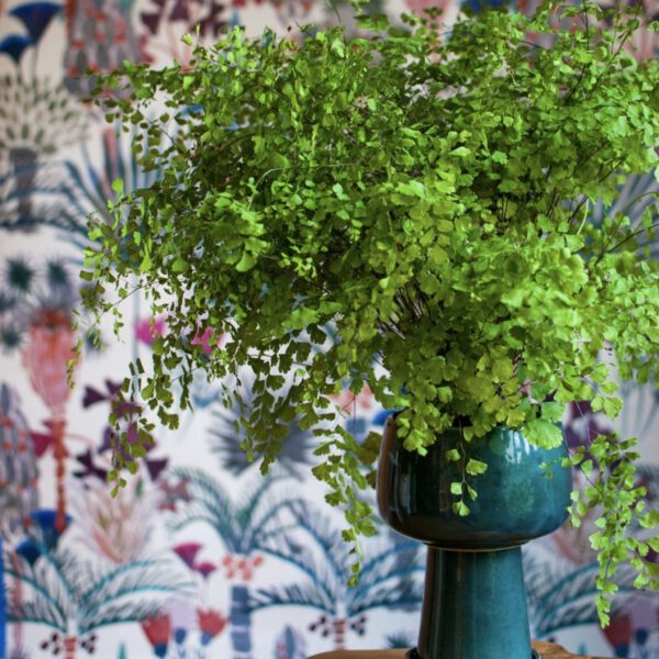 Maidenhair Fern is a beautiful plant used for interior decoration on Thursd