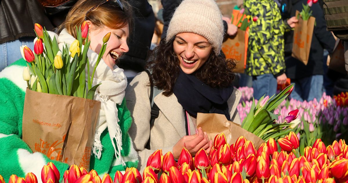 Picking Tulips on Museumplein in Amsterdam