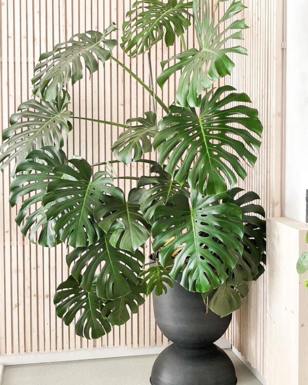 10 Plants for a Bohemian Interior Monstera Deliciosa on Thursd