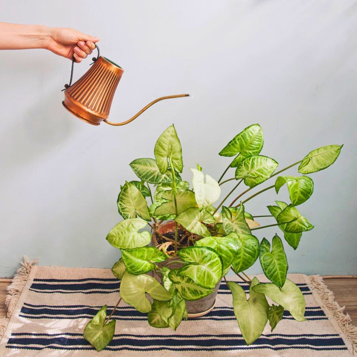 Care handles for a thriving arrowhead plant