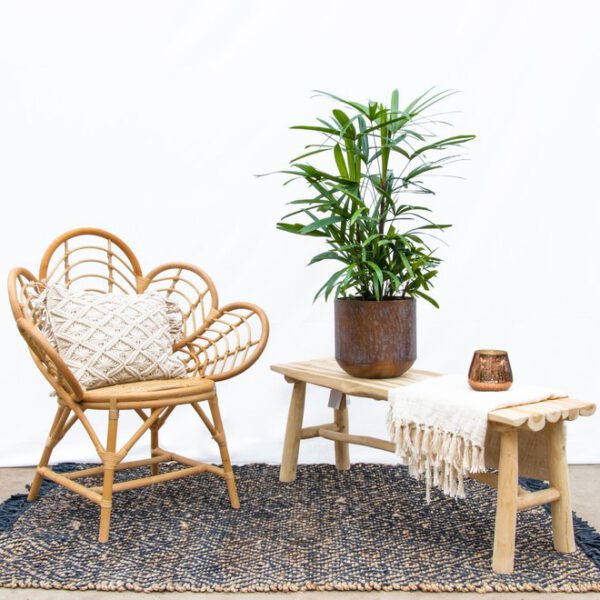 Did you know Rhapis Excelsa is an essential plant for a bohemian interior on Thursd