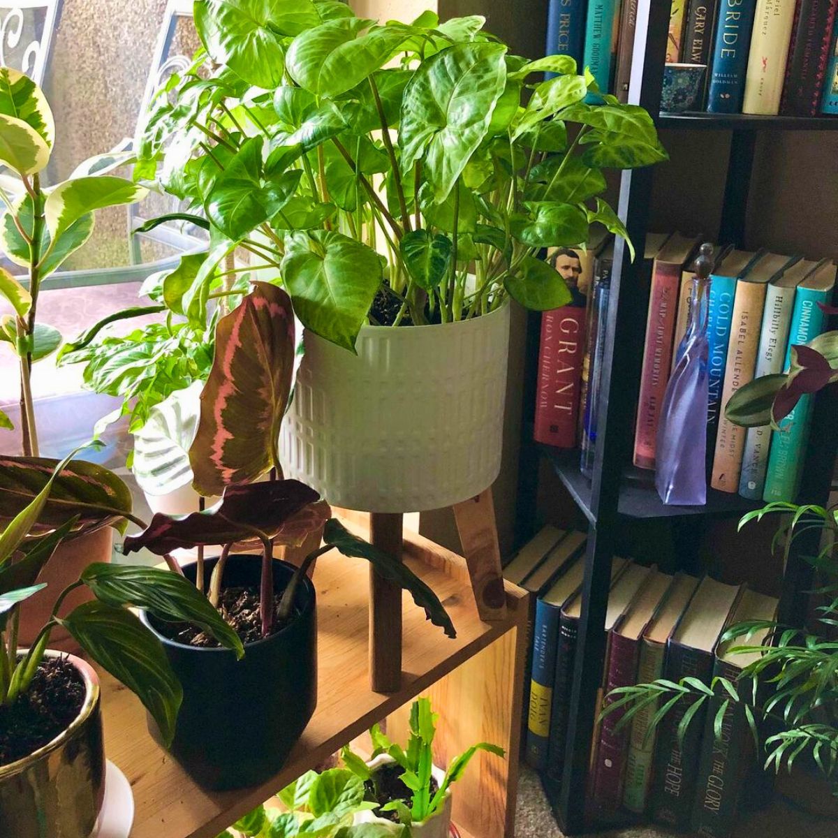 Decorating indoor spaces with the arrowhead houseplant