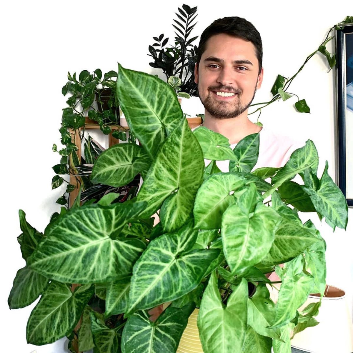 Plant dad with his beautifully grown arrowhead plant