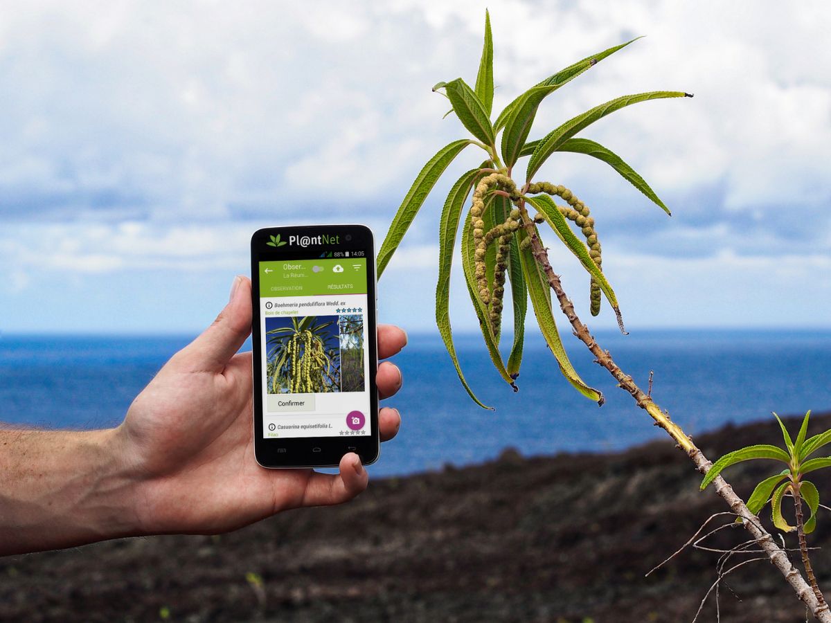Plantnet is one of the best 10 plant apps
