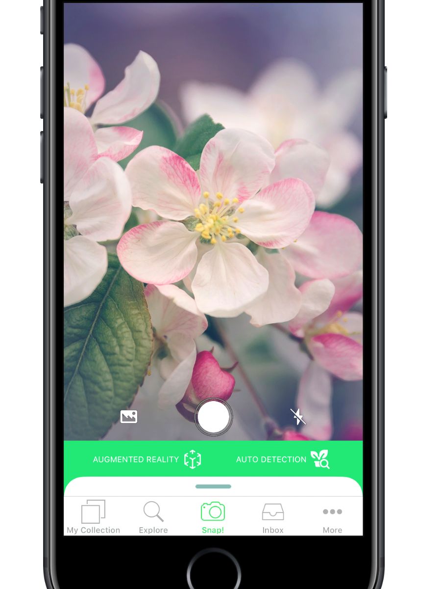 PlantSnap plant app can be used to discover new flowers and plants