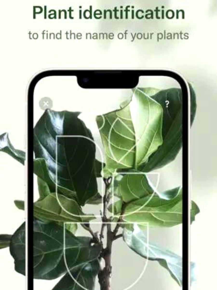 Plant identification on the Planta app