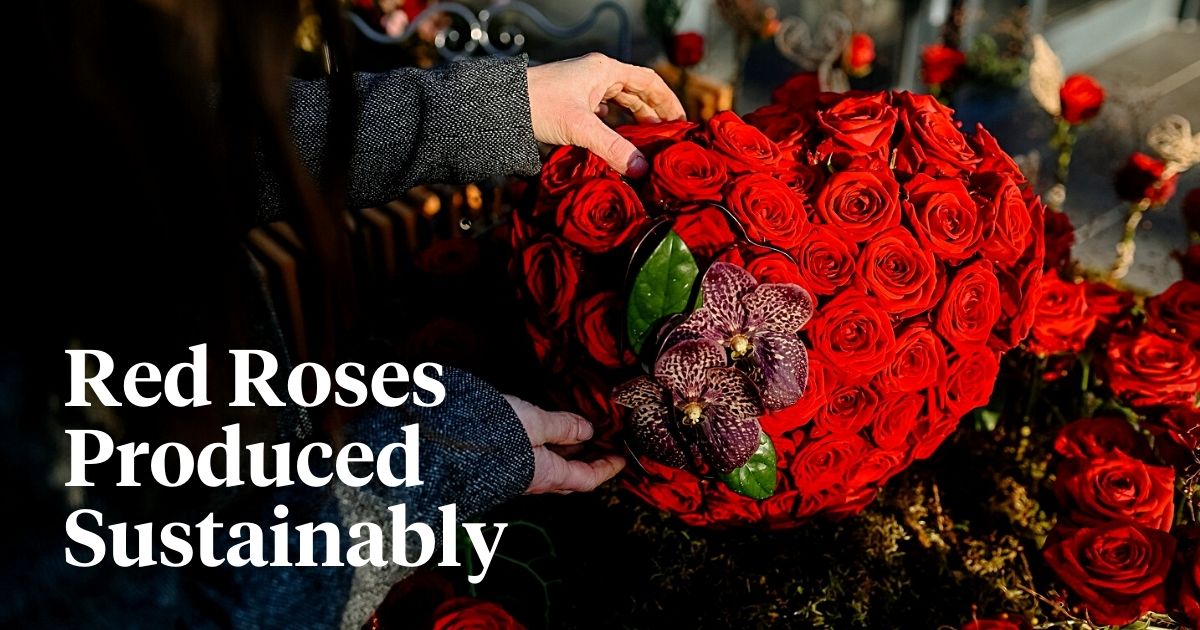 ​Porta Nova’s ‘Perfectly Green’ Rose Red Naomi Created With Green Consciousness for Valentine’s