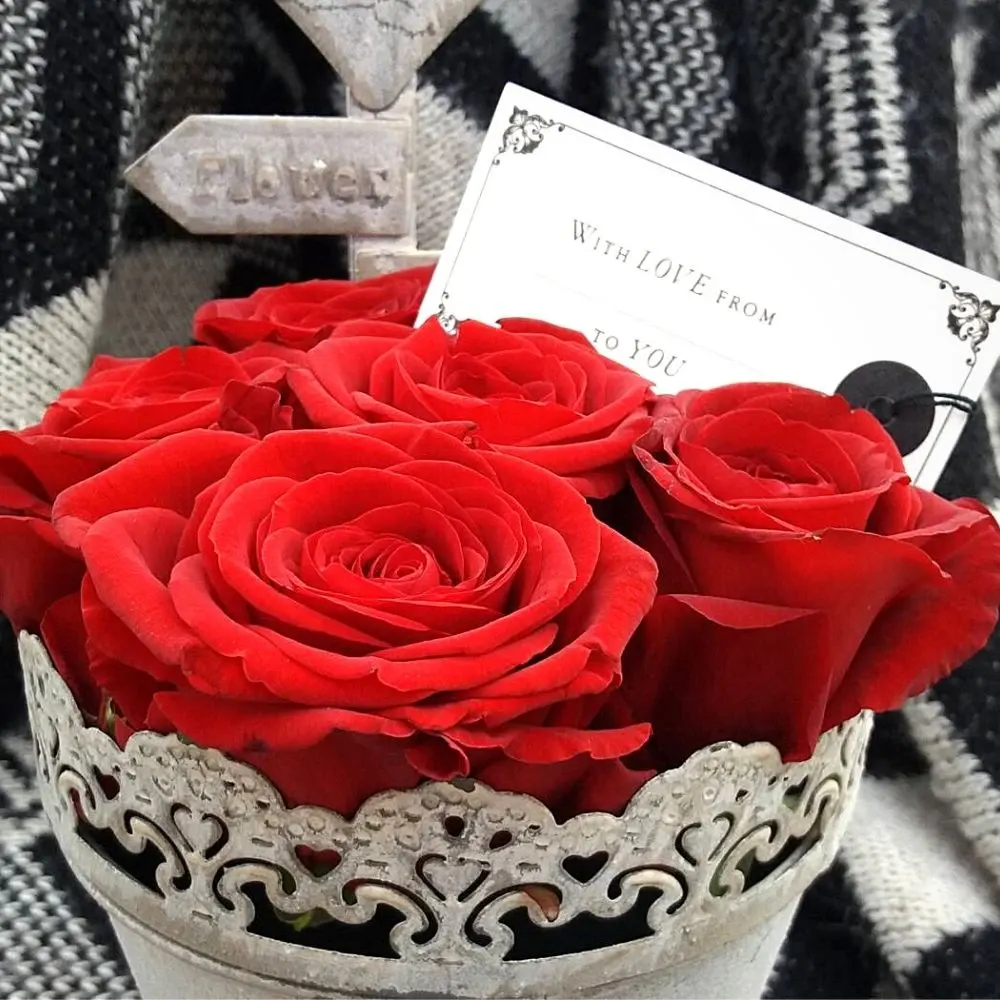 ​Porta Nova’s ‘Perfectly Green’ Rose Red Naomi Created With Green Consciousness for Valentine’s