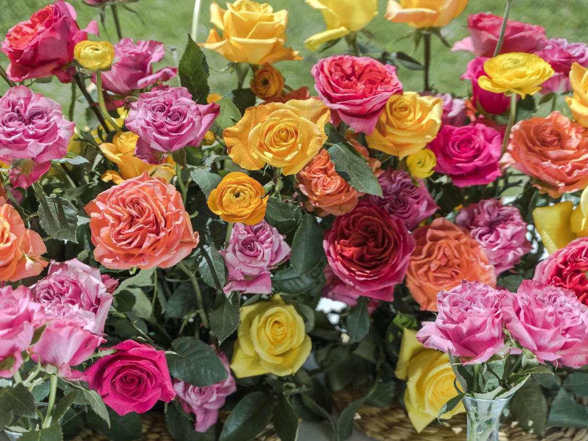 Colorful assortment of Rosaprima roses