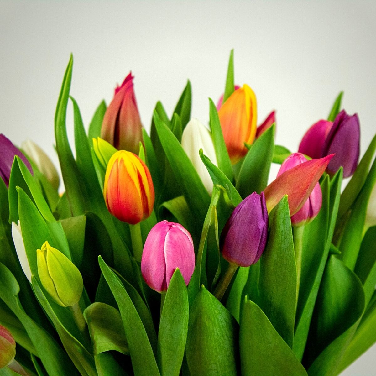 ​Wesselman Flowers Supplies First Fair Flora-Labeled Flowers