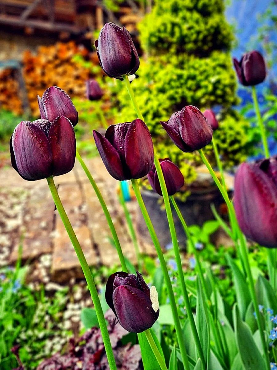 Black Tulips - Are They Really Black in Color?