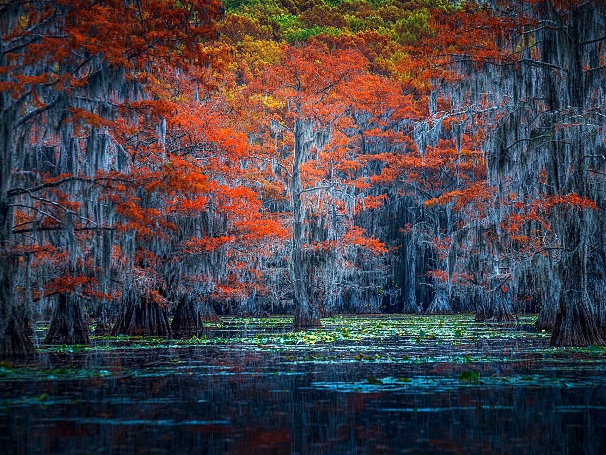 Surf Durrani Captures Nature in Cypress Forest Photography