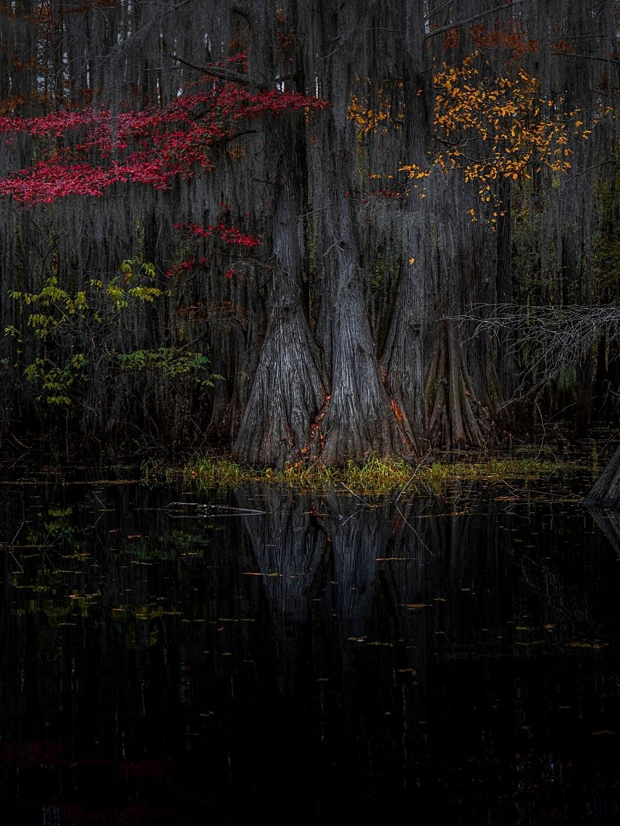Surf Durrani Captures Nature in Cypress Forest Photography