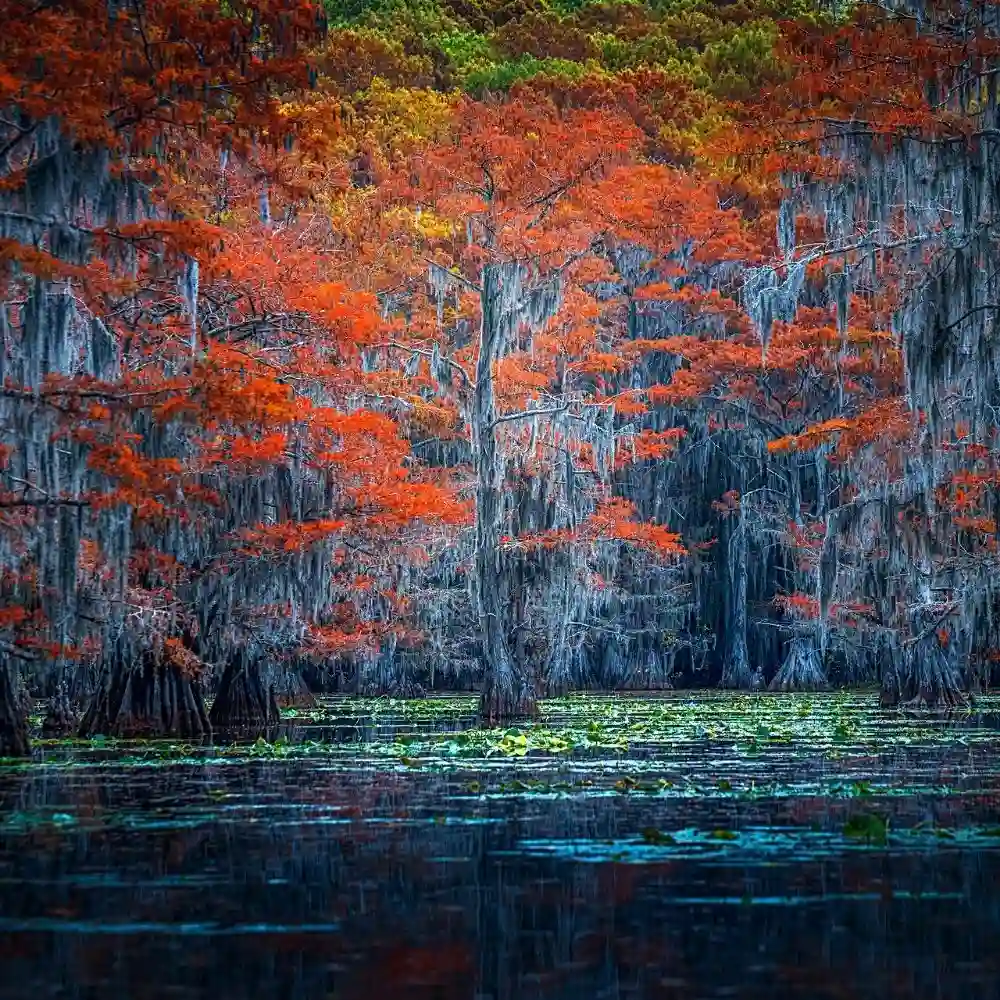 Surf Durrani Captures Nature in Cypress Forest Photography of Big Cypress Bayou