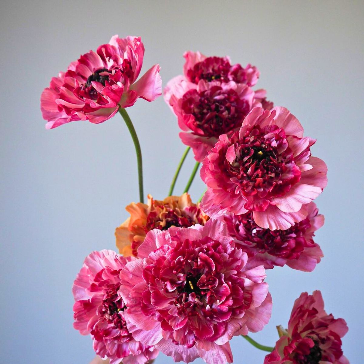Hot Pink Charlotte ranunculus flowers