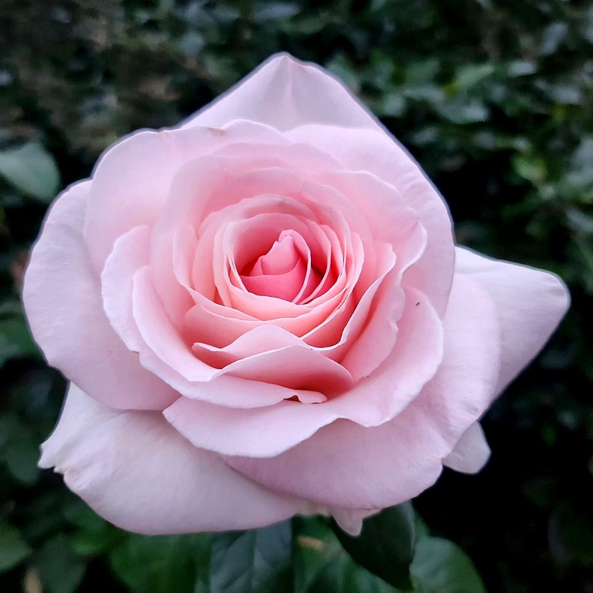 ​Pink ​Rose Prince Jardinier