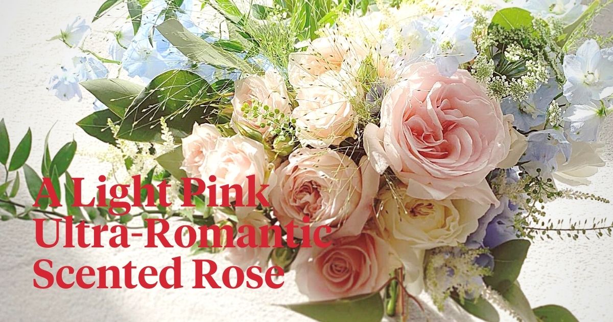 Meilland’s Rose Prince Jardinier Is a Very Light Pink and Ultra-Romantic Rose