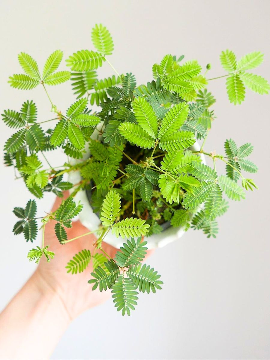 Mimosa Pudica aka touch me not plant
