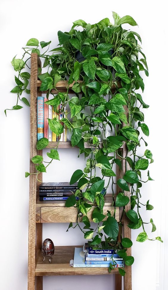 The 7 Easiest Houseplants to Propagate - pothos - article on thursd