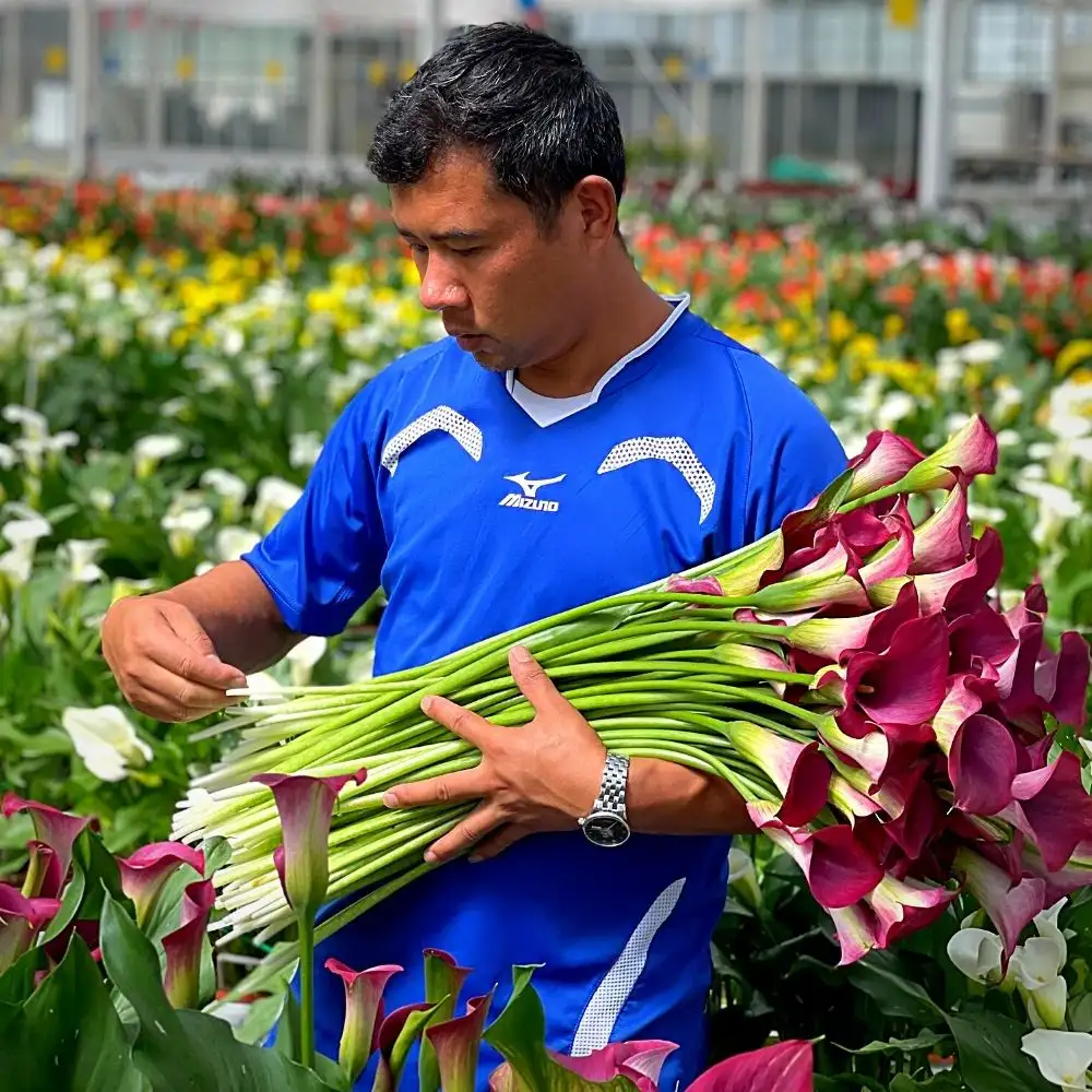 Kunming Calla Horticulture Company's Marco Zhang Brings Kapiteyn’s Captain Calla Varieties to China