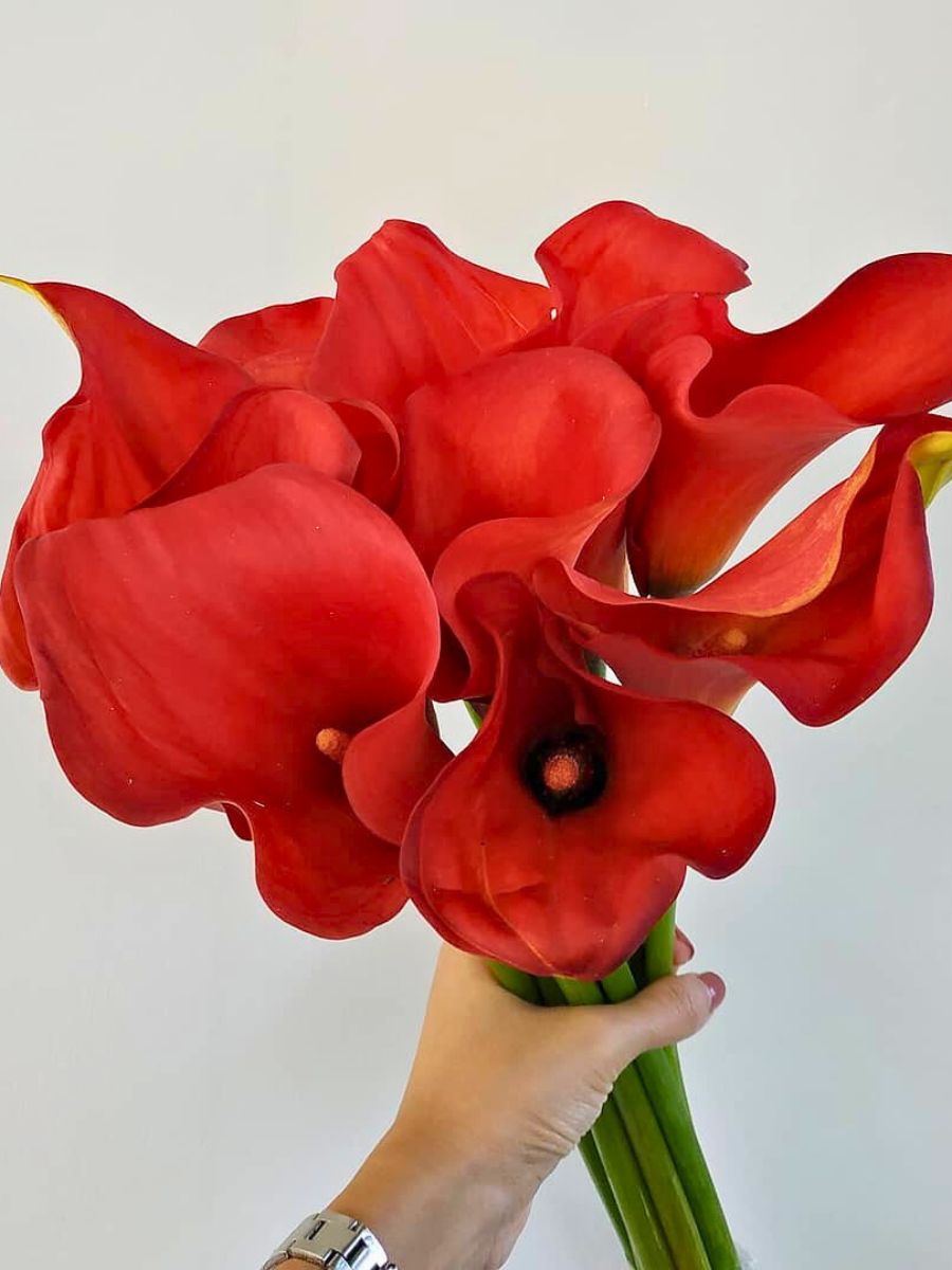 Fiery red callas for Valentines Day