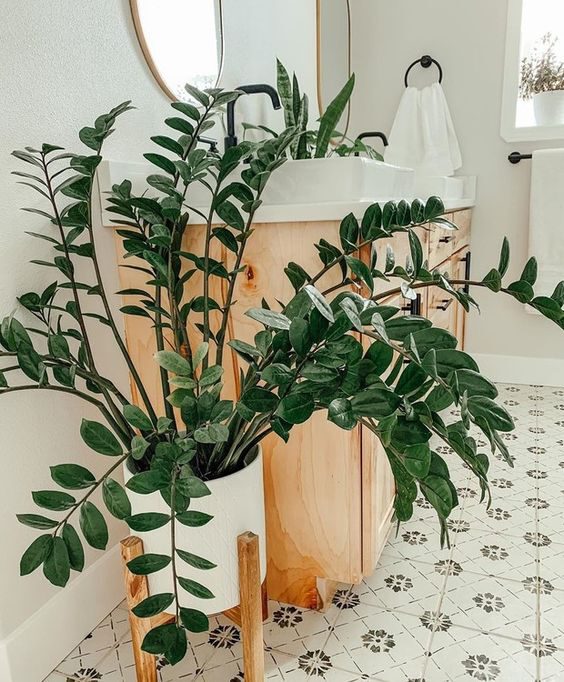 The 7 Easiest Houseplants to Propagate - zamioculcas in bathroom - article on thursd
