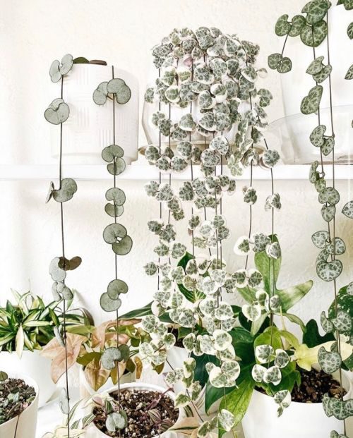 The 7 Easiest Houseplants to Propagate - string of hearts - that planty life - article on thursd