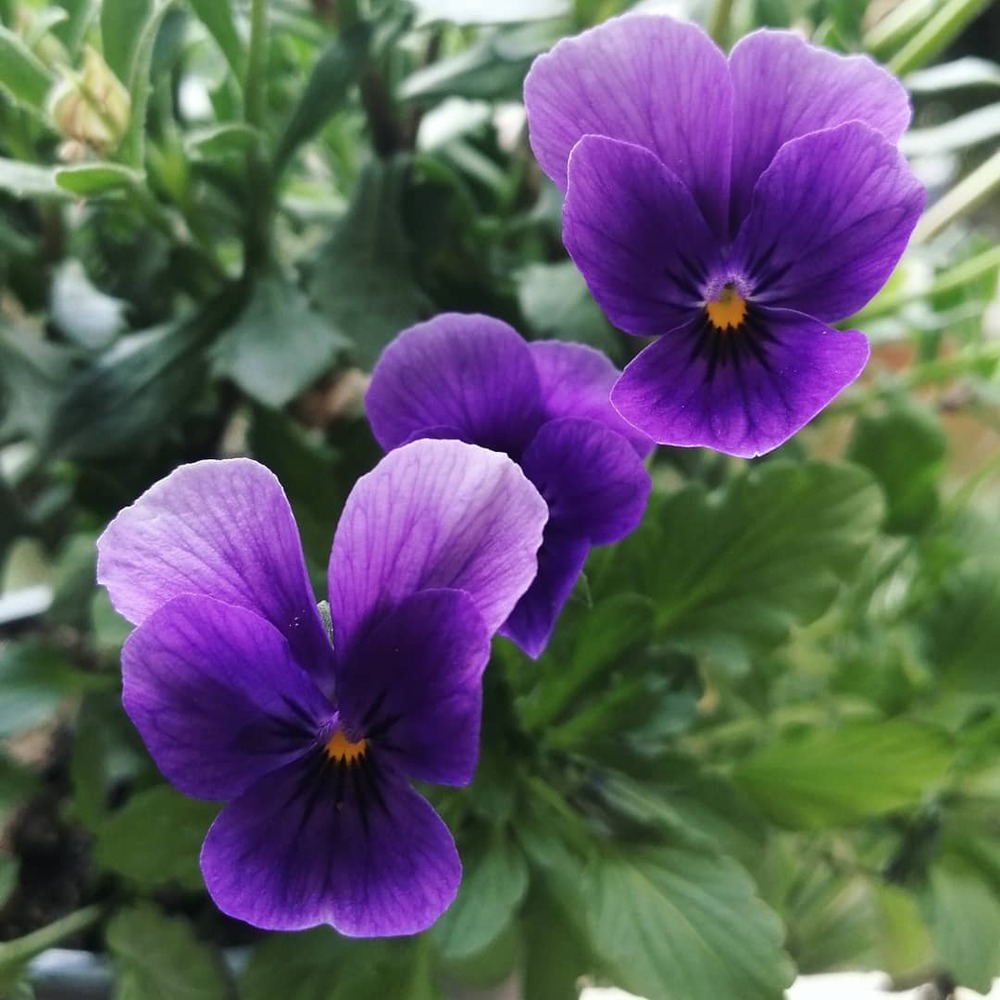 Violet flowers at home garden