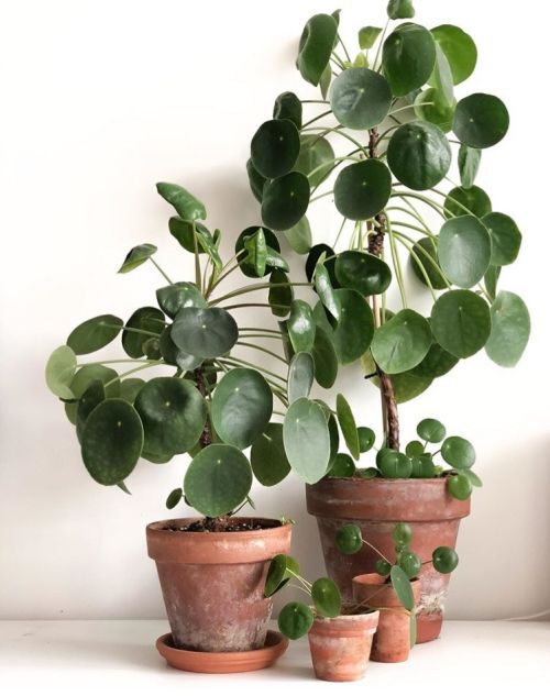 The 7 Easiest Houseplants to Propagate - chinese money plant - that planty life - article on thursd