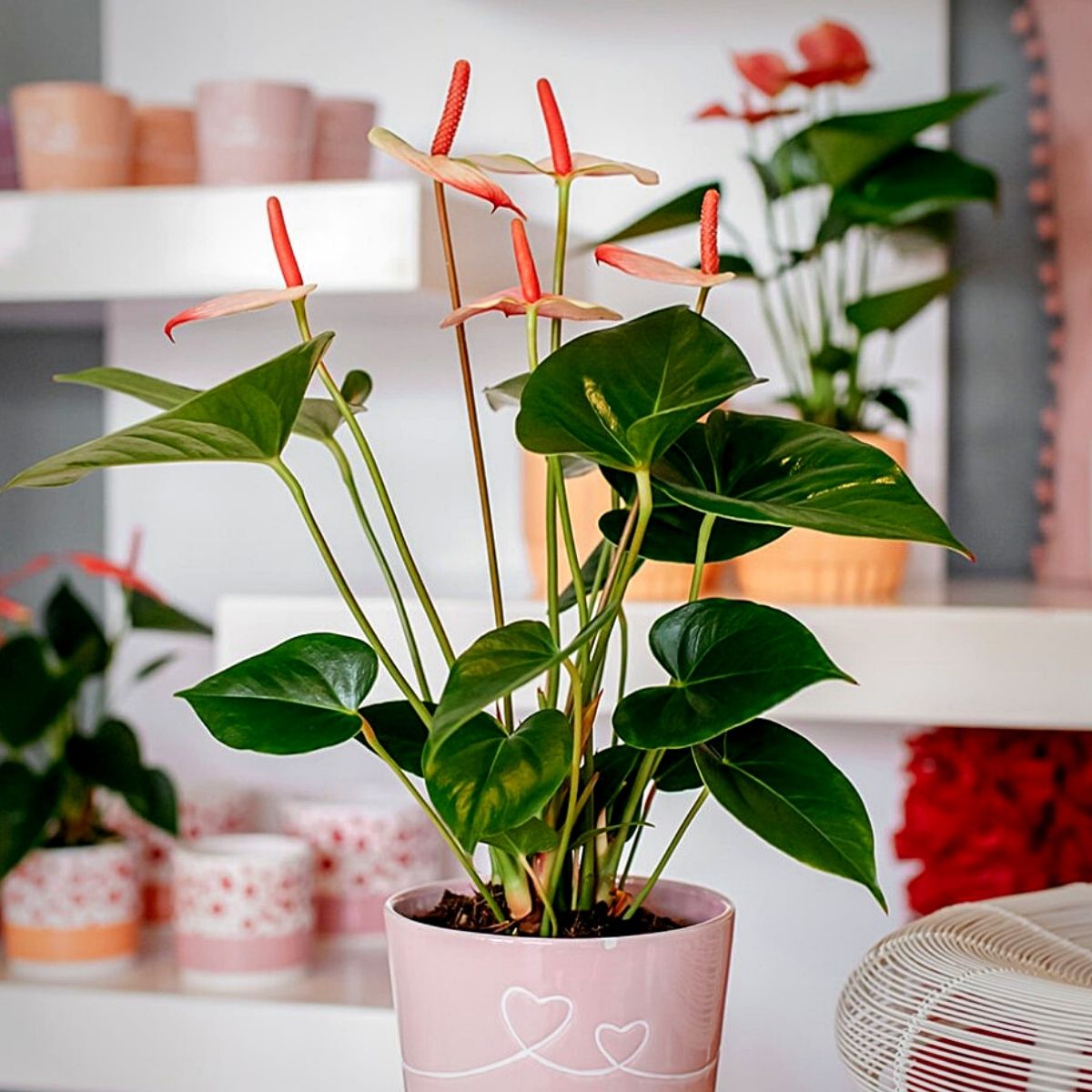 ​Fair Flora Gives Sustainable Plants a 'Face'