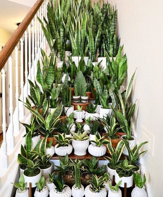 The 7 Easiest Houseplants to Propagate - sanseveria - article on thursd