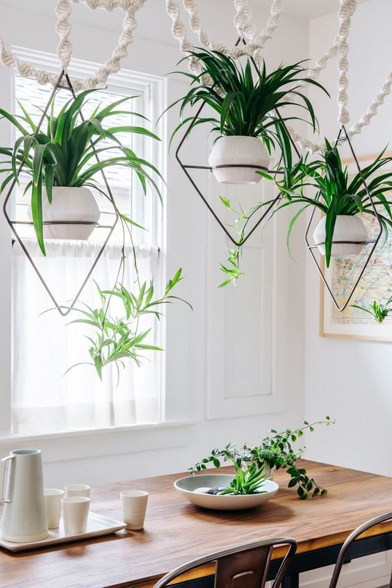The 7 Easiest Houseplants to Propagate - spider plant - article on thursd