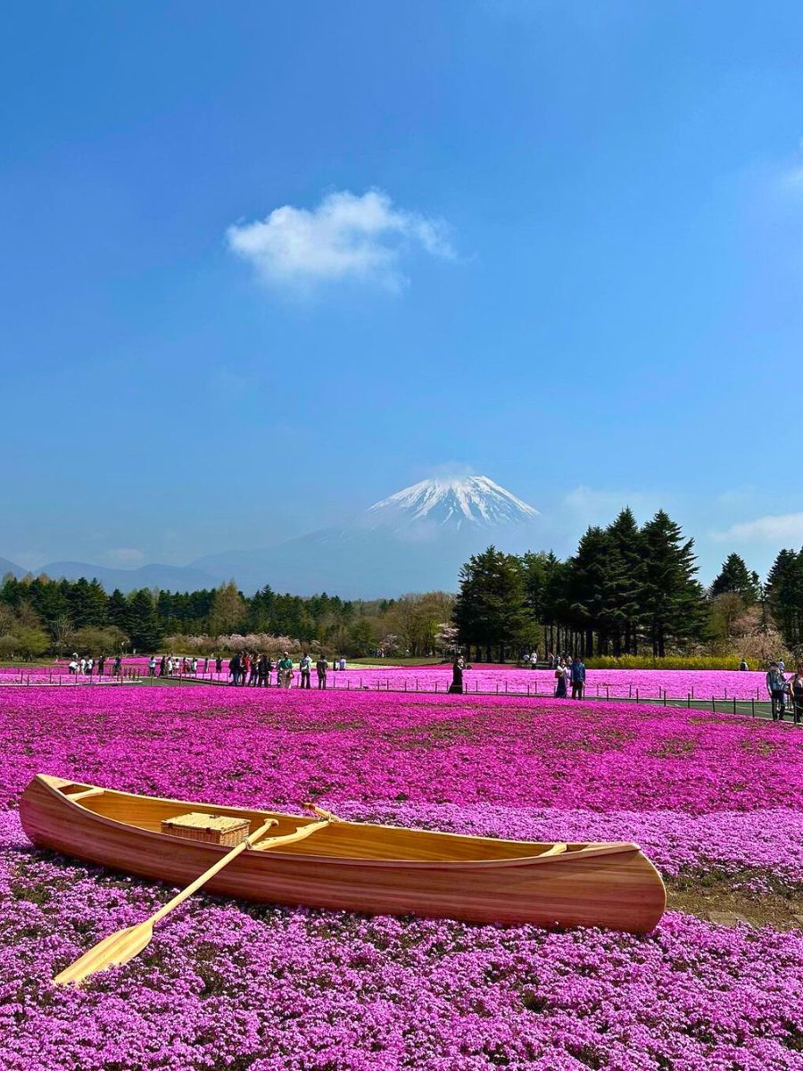 Fuji Shibazakura flower fields in Japan