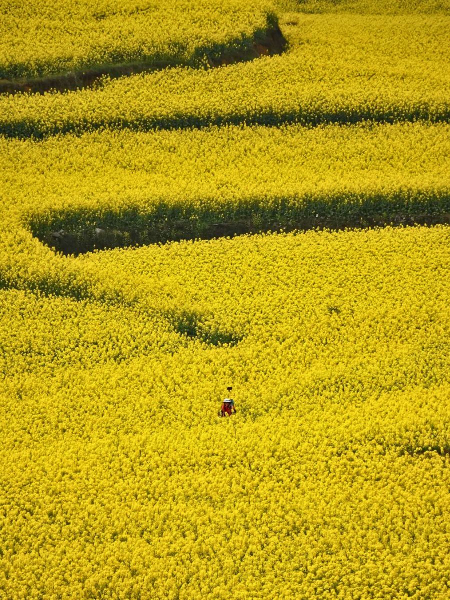 Canola fields in Luoping China