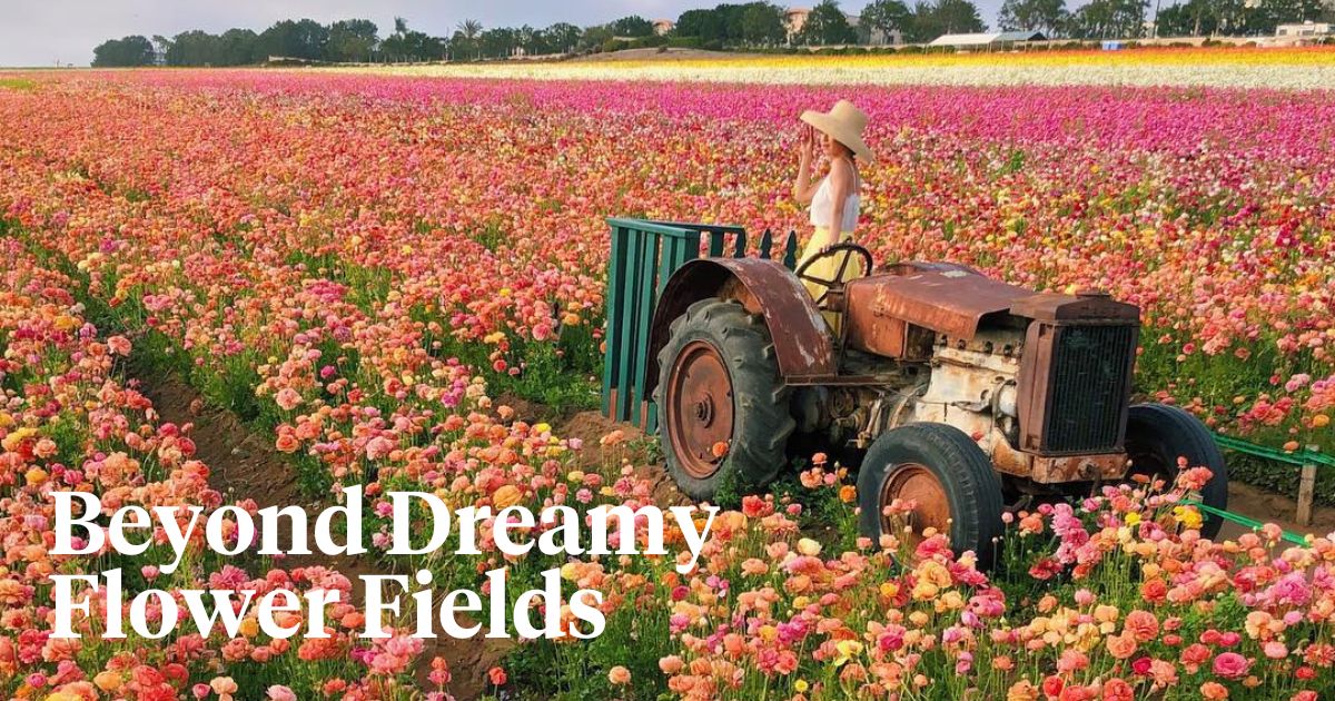 Top flower fields in the world