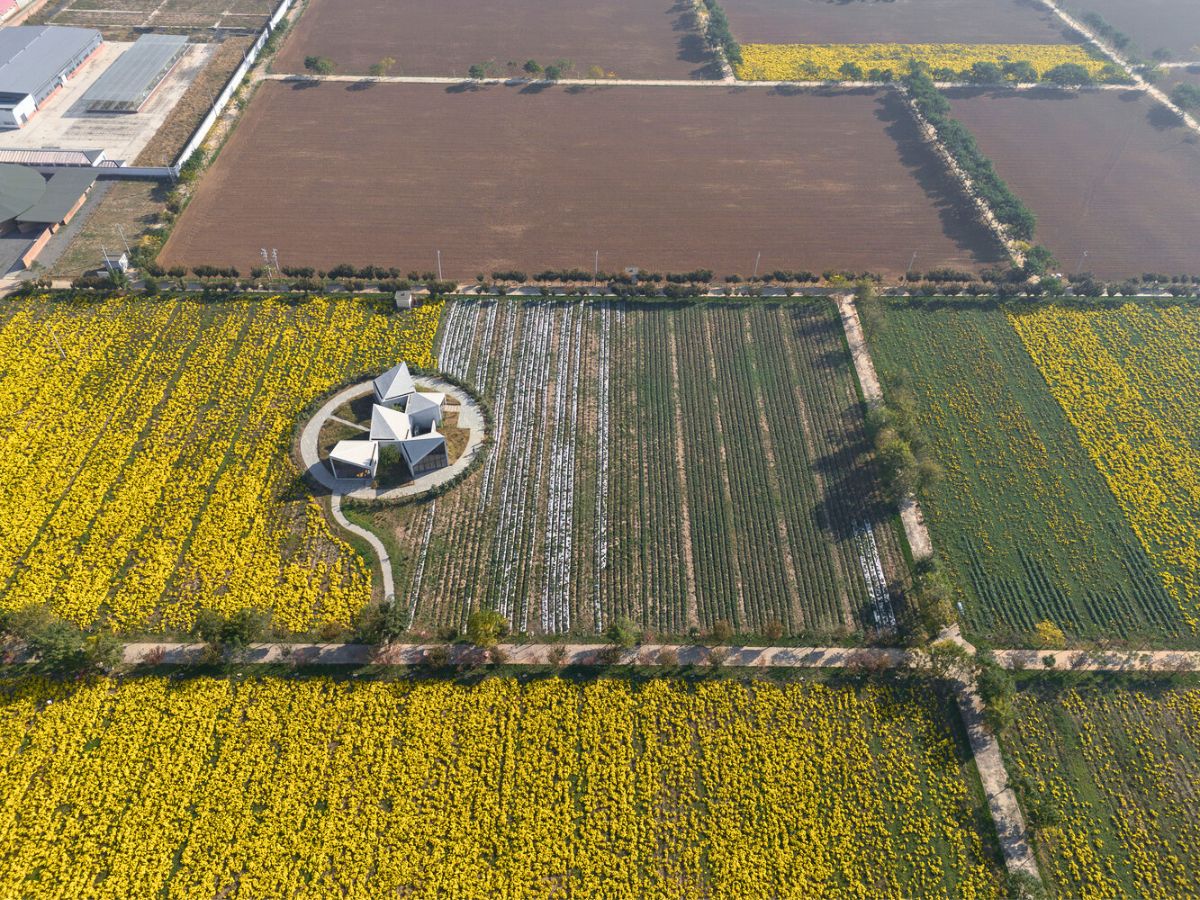Full view of the chrysanthemum field by Atelier Xi