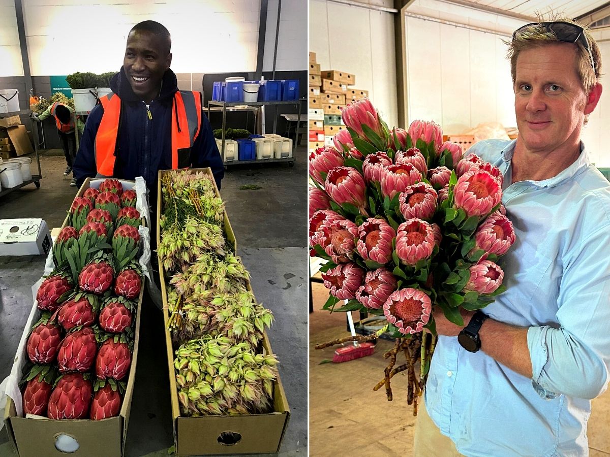 Cape Mountain Flora Supplies Adomex’s South African Exotic Flowers