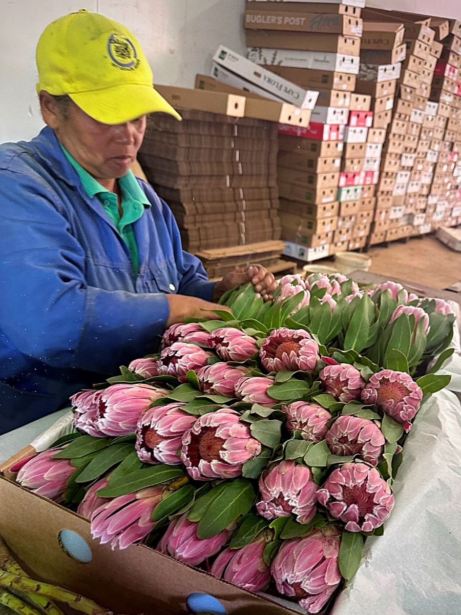 Cape Mountain Flora Supplies Adomex’s South African Exotic Flowers
