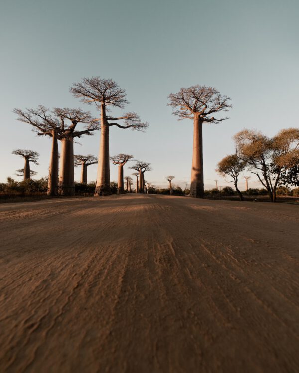 10 of the Most Unique Trees in the World Baobab