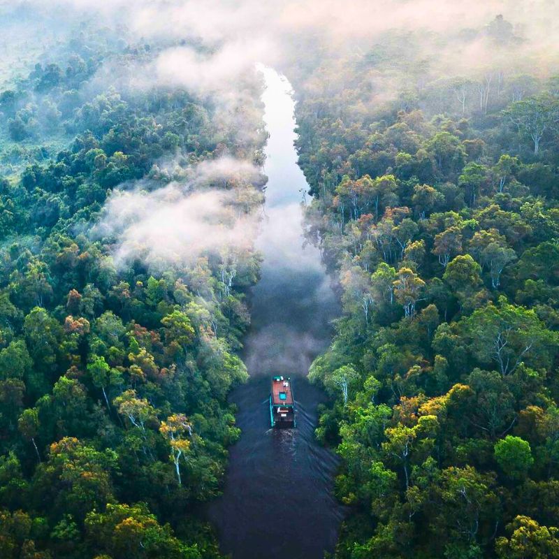 Brazilian rainforest