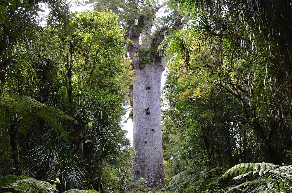 10 of the Most Unique Trees in the World Kauri Tree