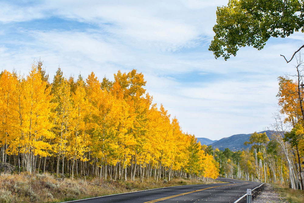 10 of the Most Unique Trees in the World Pando Trees Utah
