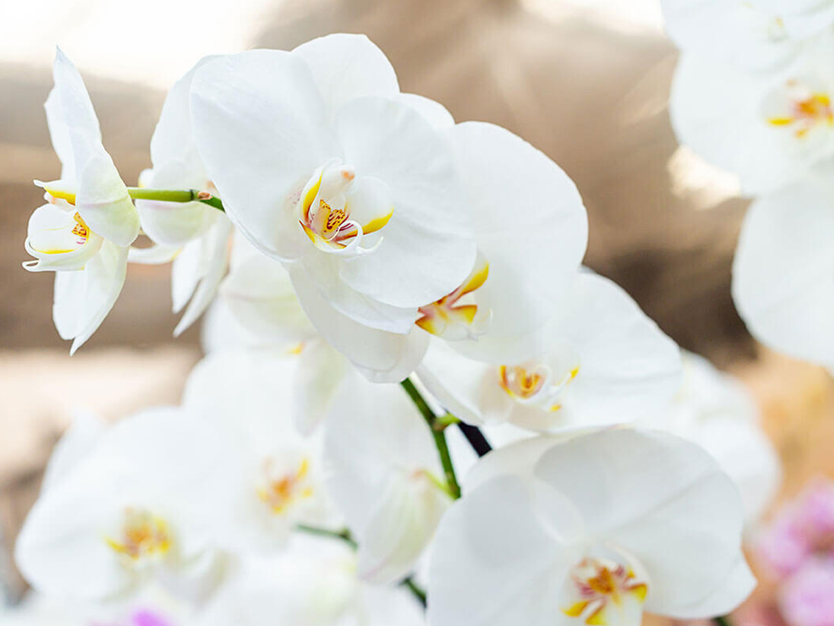 Phalaenopsis White World flower detail