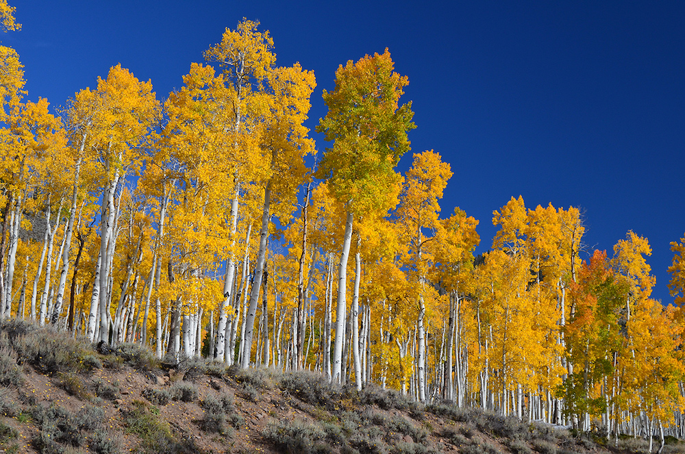 10 of the Most Unique Trees in the World Pando Trees Utah