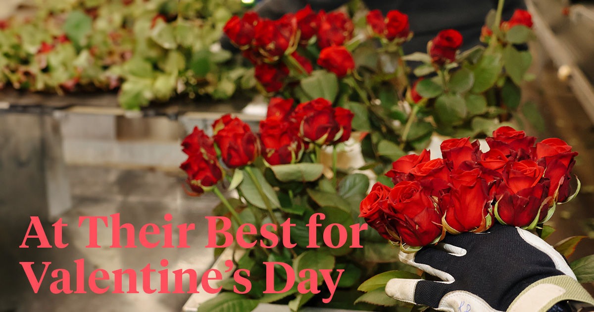 Valentines Day for growers header on Thursd